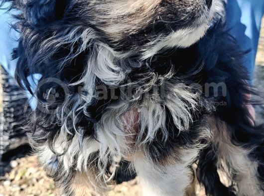 Maltese Terrier Ve American Cocker görsel