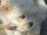 Maltese Terrier Ve American Cocker