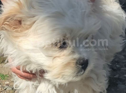 Maltese Terrier Ve American Cocker görsel