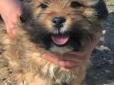 Maltese Terrier Ve American Cocker