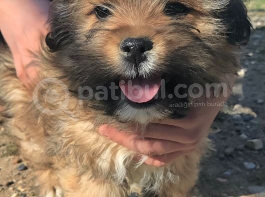 Maltese Terrier Ve American Cocker görsel