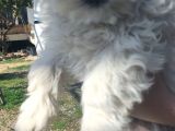 Maltese Terrier Ve American Cocker