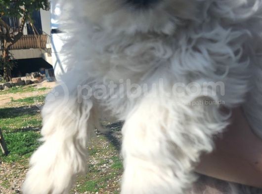 Maltese Terrier Ve American Cocker