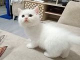 Scottish Fold Top Kafa