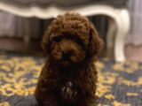 Red Toy Poodle