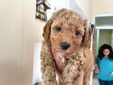 Poodle Yavrumuz