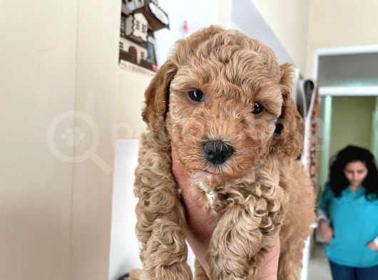 Poodle Yavrumuz