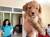 Poodle Yavrumuz