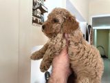 Red Toy Poodle