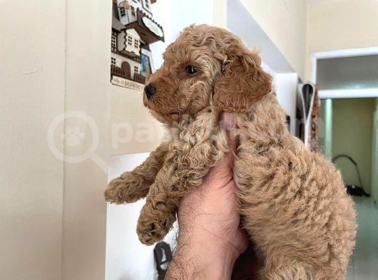 Red Toy Poodle görsel