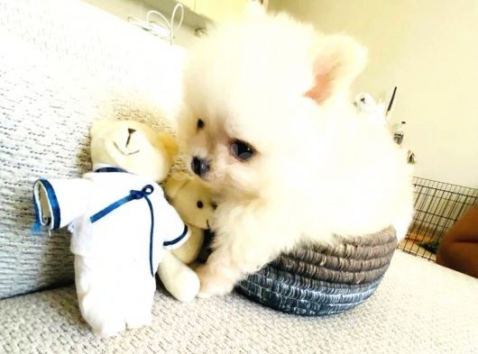 Pomerian Boo Erkek Yavrumuz görsel