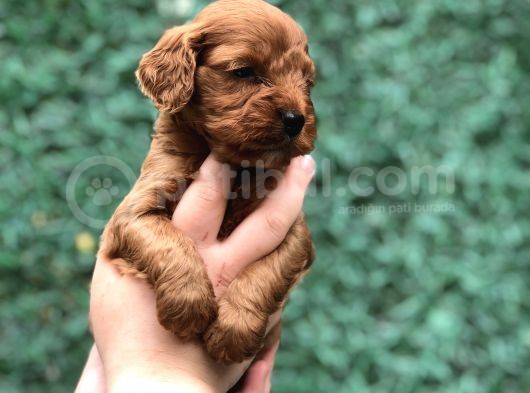 Dizayn Irk Maltıpoo Yavrularımız görsel