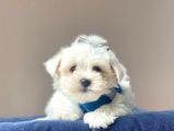 Maltese Mini Boy Yavrular