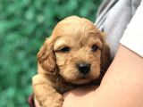 Red Brown Maltıpoo Yavrumuz