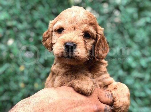Tüy Dökmeyen Koku Yapmayan Maltipoo Yavrularımız