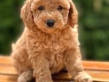 Çiftliğimizden Toy Poodle Bebekler