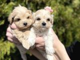 Mini Boy Maltipoo Tüy Dökmeyen Yavrular