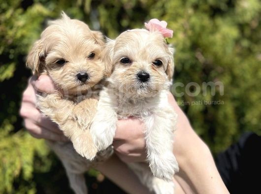 Mini Boy Maltipoo Tüy Dökmeyen Yavrular görsel