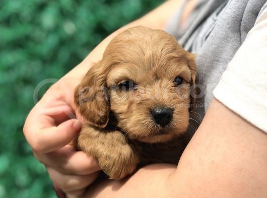 Red Brown Maltıpoo Yavrumuz görsel