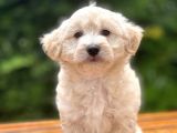 Anne Baba Orjinal Maltipoo Yavrularimiz