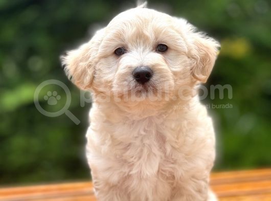 Anne Baba Orjinal Maltipoo Yavrularimiz görsel
