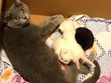 Safkan British Shorthair Yavrular