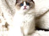 Safkan Ragdoll Bebekler