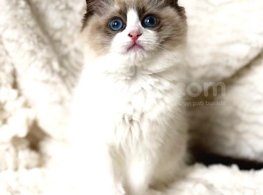 Safkan Ragdoll Bebekler görsel
