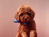 Sarkan Toy Poodle Yavrularımız