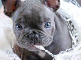 Fransızbulldog Blue Gri Mavi Gözlü Füme Garantili Yavrular