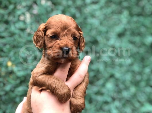 Dizayn Irk Maltıpoo Yavrularımız
