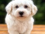 Anne Baba Orjinal Maltipoo Yavrularimiz