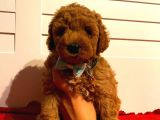 Toy Poodle RED 50 Günlük Erkek Yavrularımız