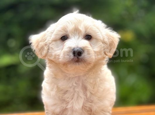 Anne Baba Orjinal Maltipoo Yavrularimiz
