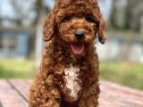 Ciftligimizden Toy Poodle Bebekler