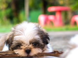 3.5 Aylık Erkek Ve Dişi Shih Tzu Yavrular