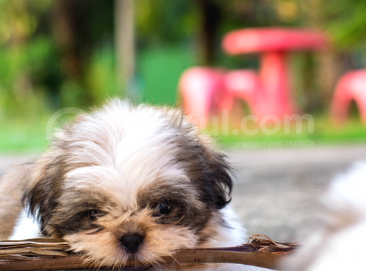 3.5 Aylık Erkek Ve Dişi Shih Tzu Yavrular görsel