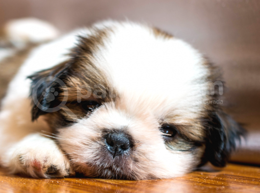 3.5 Aylık Erkek Ve Dişi Shih Tzu Yavrular görsel