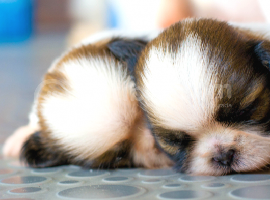 3.5 Aylık Erkek Ve Dişi Shih Tzu Yavrular görsel