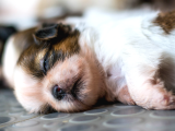 3.5 Aylık Erkek Ve Dişi Shih Tzu Yavrular