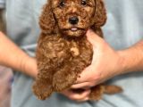 Çiftliğimizden Toy Poodle Bebekler