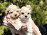 Mini Boy Maltipoo Tüy Dökmeyen Yavrular