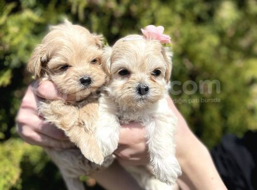 Mini Boy Maltipoo Tüy Dökmeyen Yavrular görsel