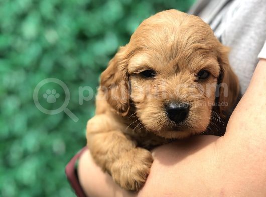 Red Brown Maltıpoo Yavrumuz görsel