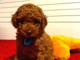 Toy Poodle Red 50 Günlük Erkek Yavrularımız