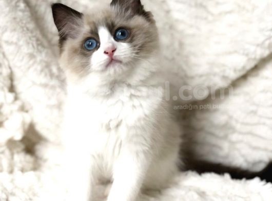 Safkan Ragdoll Bebekler görsel