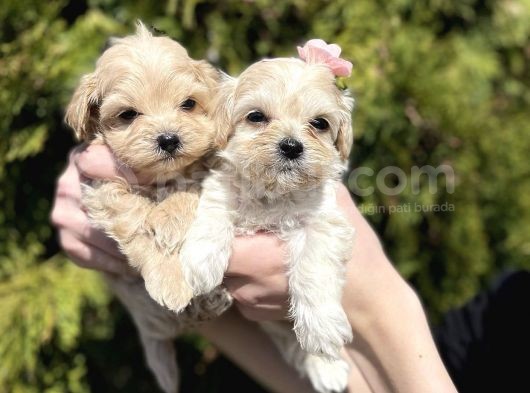 Mini Boy Maltipoo Tüy Dökmeyen Yavrular görsel