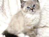 Safkan Ragdoll Bebekler