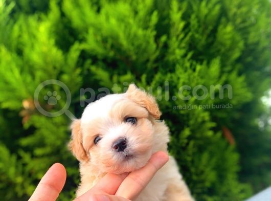 Safkan Di̇si̇ Erkek İrk Garanti̇li̇ Malti̇poo Yavrulari̇mi̇z görsel