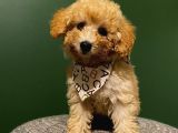 2,5 Aylık Sevimli Toy Poodle Yavrularımız